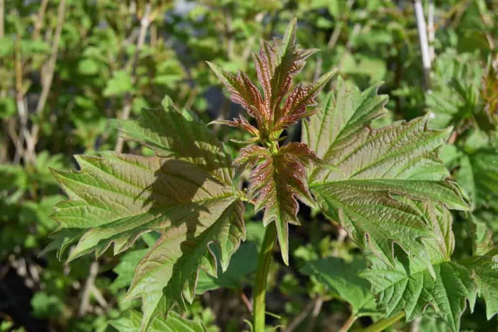Viburnum opulus (BUNDLE OF 25) 60-80 cm